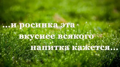 Роса на траве Stock Photo | Adobe Stock