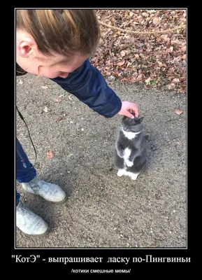 котэ (прикольные картинки с кошками) / смешные картинки и другие приколы:  комиксы, гиф анимация, видео, лучший интеллектуальный юмор.