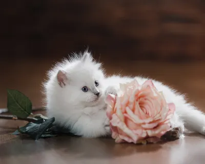 Самая милая Собачка на свете игрушка крючком купить на Ярмарках. Купить  изделие ручной работы (хенд мейд) в Украине. | Мягкие игрушки, Одесса.
