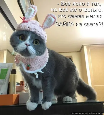 Владельцы мопсов: мая собака САМАЯ МИЛАЯ НА СВЕТЕ, АНГЕЛЬСКИЙ ПИРОЖОЧЕК ТЕМ  ВРЕМЕНЕМ МОПС / приколы для даунов / смешные картинки и другие приколы:  комиксы, гиф анимация, видео, лучший интеллектуальный юмор.