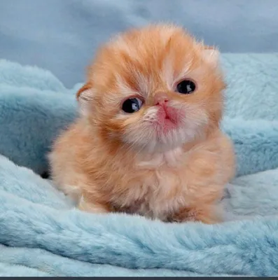 Самые милые котики на свете - картинки и фото koshka.top