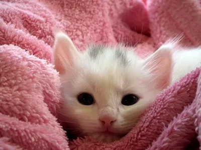 Самые милые котята на свете - красивые фото
