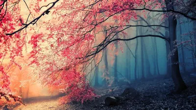 Красивые картинки на рабочий стол (90 лучших фото)