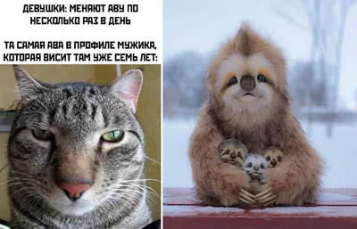 Скачать смешные фотки на аву, прикольные картинки (18 фото)