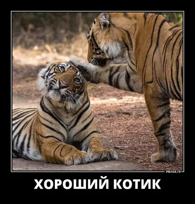кошки (прикольные картинки с кошками) / смешные картинки и другие приколы:  комиксы, гиф анимация, видео, лучший интеллектуальный юмор.