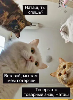 самые смешные мемы на свете｜Búsqueda de TikTok