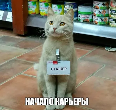 Самые смешные фотографии дикой природы: Занимательные истории в журнале  Ярмарки Мастеров