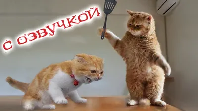 Самые милые котики на свете (31 фото) | Милые котики, Котята, Смешные фото  кошек