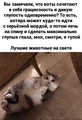 Самые-самые смешные и позитивные фото кошек. Интересная и полезная  информация про кошек | Все про кошек | Дзен