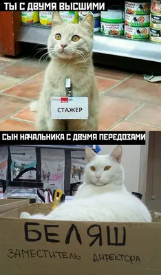 Прикольного дня - смешные картинки