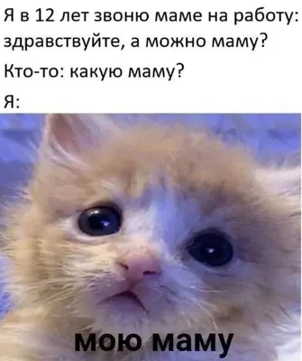Самые милые и смешные зверята на свете))) Позитив от Крошки Енота!:  Персональные записи в журнале Ярмарки Мастеров