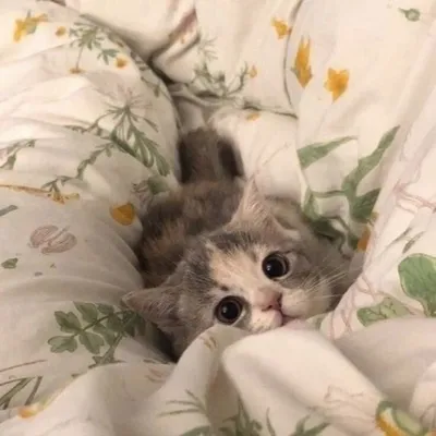 Самые смешные котята в мире - 80 фото
