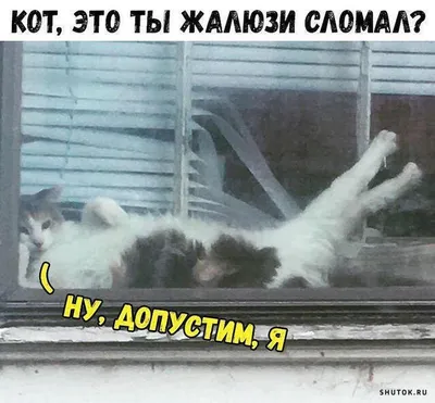 Озорные и пушистые: забавные приключения с кошками. 20 смешных и милых фото  кошек. Увлекательная информация про котов | Все про кошек | Дзен