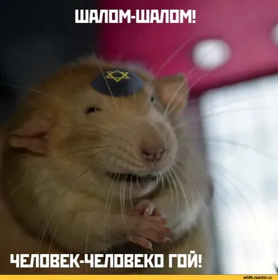 Самые милые и смешные зверята на свете))) Позитив от Крошки Енота!:  Персональные записи в журнале Ярмарки Мастеров