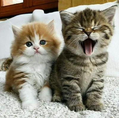 Самые смешные фото котов, которые наделали шума в интернете