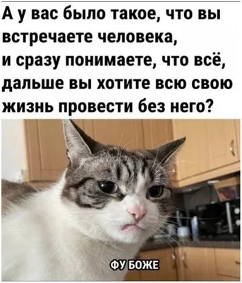 Самые милые и смешные зверята на свете))) Позитив от Крошки Енота!:  Персональные записи в журнале Ярмарки Мастеров