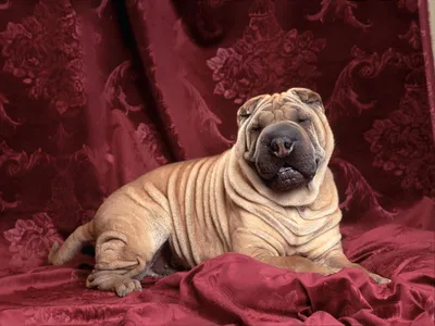Обои на рабочий стол Shar Pei, щенок, Шарпей, Красный шарпей, лежит -  Животные - Картинки, фотографии
