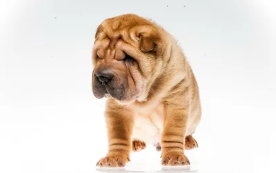 Милые шарпеи - фото и обои. Красивое изображение \"Милые шарпеи\" на рабочий  стол