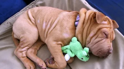Скачать обои Shar Pei, black puppy, small dog, cute puppies, SharPei для  монитора с разрешением 3840x2400. Картинки на рабочий стол