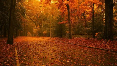 Autumn Park