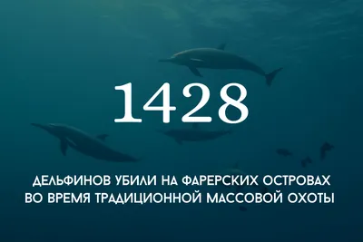 Дельфин: истории из жизни, советы, новости, юмор и картинки — Горячее |  Пикабу
