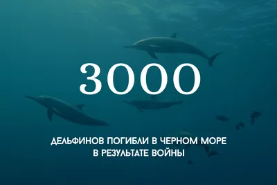Дельфин: истории из жизни, советы, новости, юмор и картинки — Все посты,  страница 4 | Пикабу