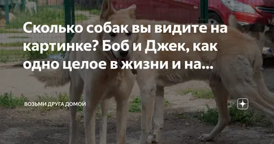 Сколько джеков на картинке фотографии