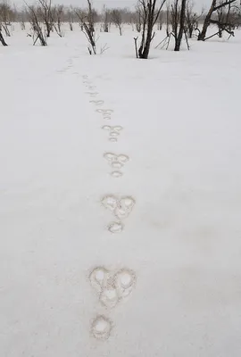 Еще о заячьих следах и норах.