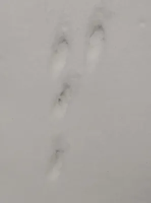 Охота на зайца. Часть 4. Охота по пороше.