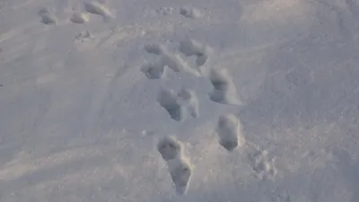 Ручей, сосны и заячьи следы - Михаил Соколов