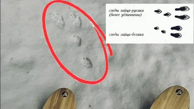 Как читать следы зайца на снегу: фото и видео