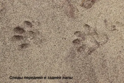 след ЗАЙЦА. как определить НАПРАВЛЕНИЕ движения. НЕ ПУТАЙ. ОХОТА на зайца.  БЕЛЯК и РУСАК. - YouTube