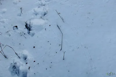 Следы зайца на снегу - 47 фото