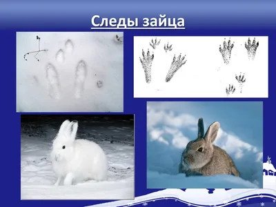 Следы зверей на снегу - какие животные зимой в лесу бродят | Природа и  экология | annie_wild_life | Дзен