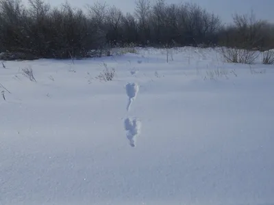 Следы животных на снегу, фото с названиями / Сибирский охотник