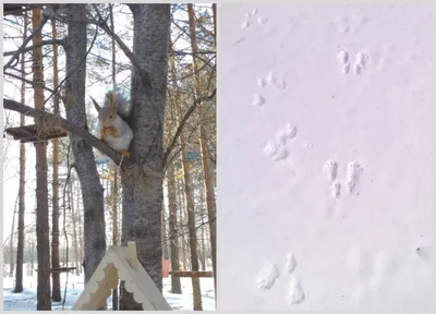 Тест: угадай животное по его следу на снегу | 03.03.2023 | Якутск -  БезФормата