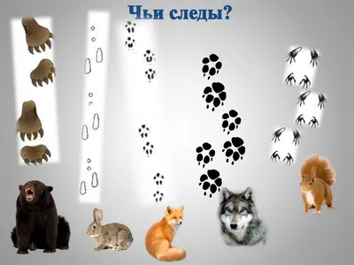 В лесах на Сахалине подсчитали следы животных и птиц на снегу - МК Сахалин