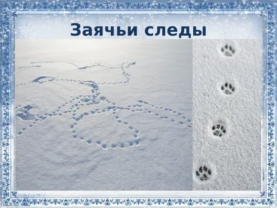По следам на снегу». Животные Первомайского района | Интерактивное  образование