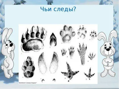Следы зайца на снегу - фото и картинки: 56 штук