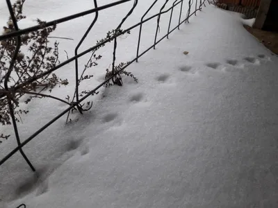 Волк,в лесу,снег,волк сидит на …» — создано в Шедевруме