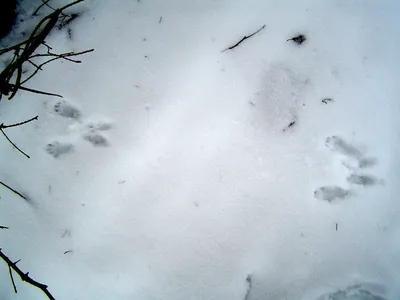 Тест: угадай животное по его следу на снегу | 03.03.2023 | Якутск -  БезФормата