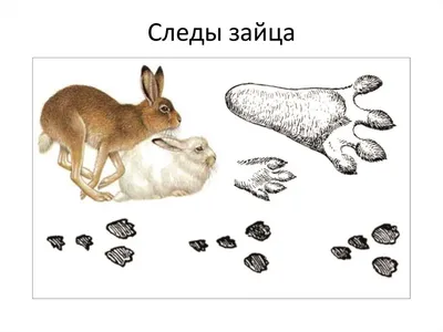Чьи эти следы? | Пикабу