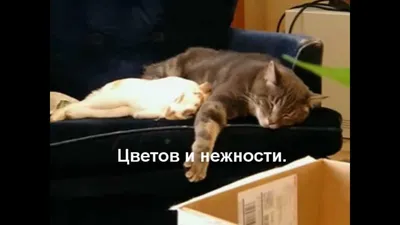 Прикольные поздравления с 8 марта: смешные и шутливые пожелания в стихах и  в прозе с 8 Марта