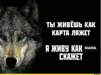 Коллекция картинок с прикольными и полезными советами | Короткие смешные  цитаты, Веселые высказывания, Позитивные цитаты