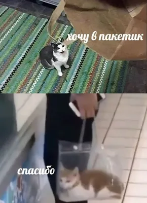 смешные авы 2024｜Пошук у TikTok