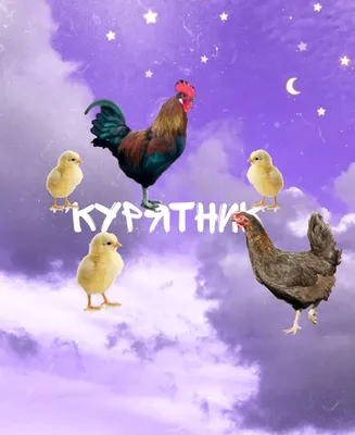Прикольные картинки на аватарку, для девушек, красивая ава юзерпик |  Animals black and white, Flower beauty, Flowers