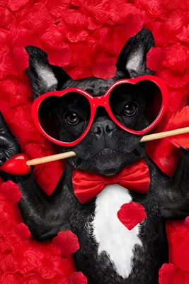 valentine's day (приколы про день святого валентина) / смешные картинки и  другие приколы: комиксы, гиф анимация, видео, лучший интеллектуальный юмор.