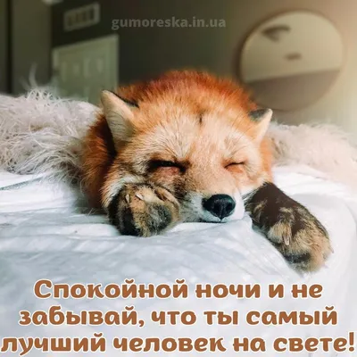 Сладких снов! | Фотография юмор, Юмор про сон, Смешные открытки