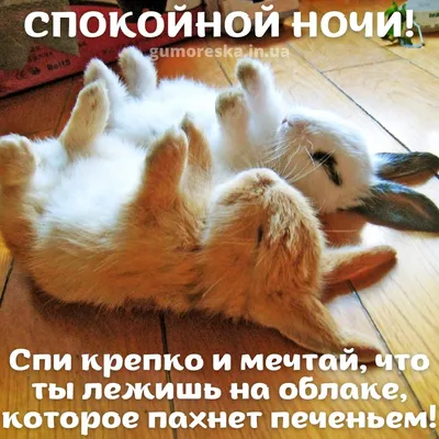 Смешные картинки на ночь грядущую | Даша Побережна | Дзен