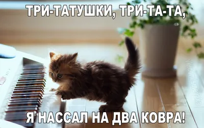Спокойной ночи - прикольные | Открытки, Ночь, Праздничные открытки